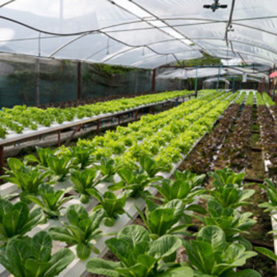greenhouse ventilation